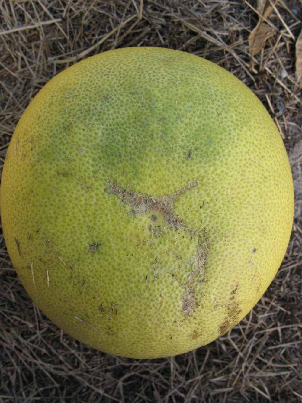            Fruit (Winter Haven, FL)   